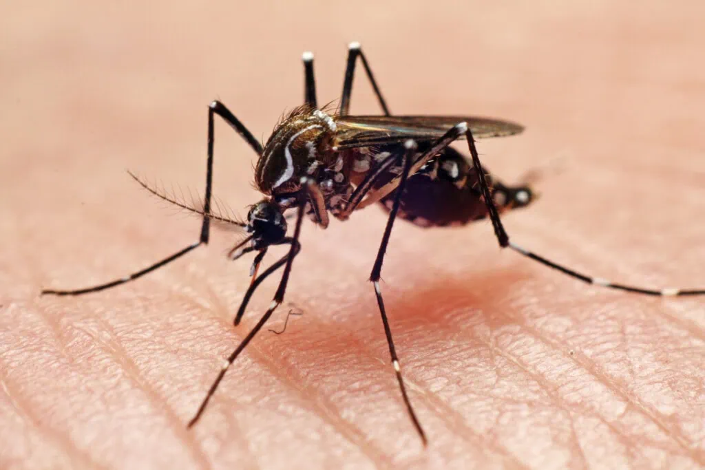 Die Tigermücke gilt als Risikofaktor für Dengue-Fieber in Europa